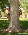 The.Tree.Hugger.jpg