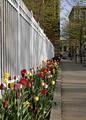 Tulips on Exchange