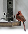 cardinal.jpg