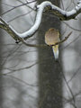 MourningDove.jpg