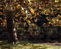 Wall of Color
