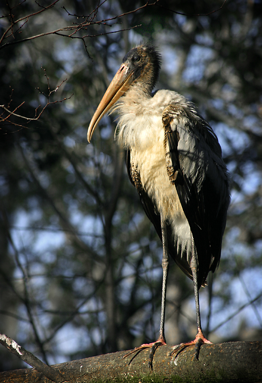 UglyBird.jpg