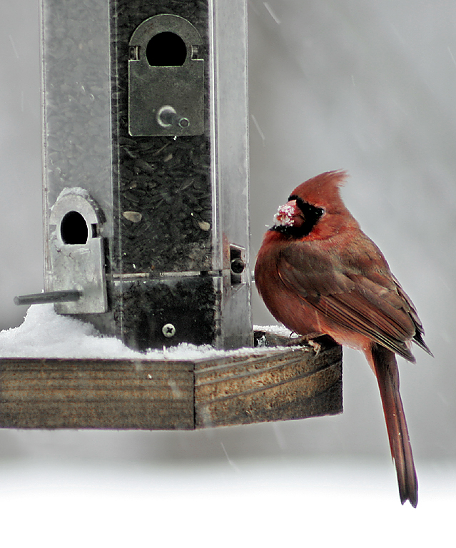 cardinal.jpg