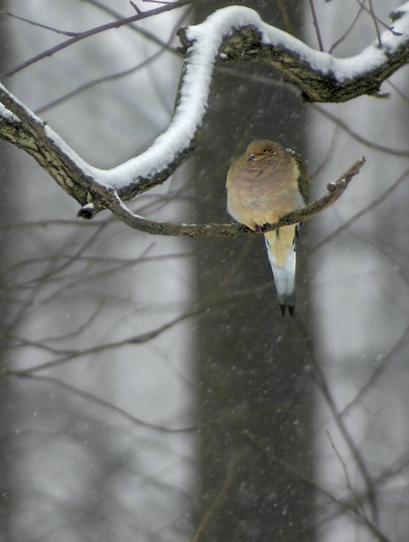 MourningDove.jpg