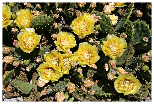 Prickly Pear Blossoms