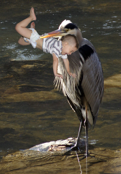 Heron-Baby.jpg