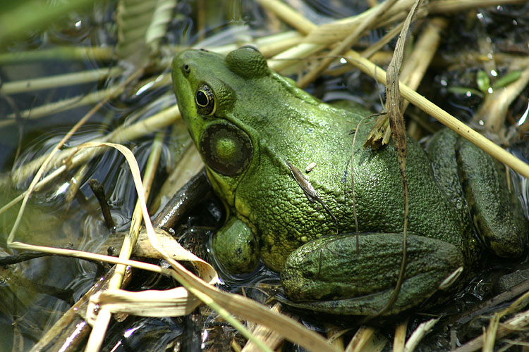 BullFrog.jpg