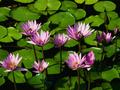 Natures Beauty in Late Spring