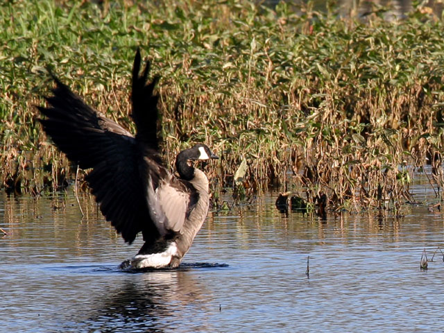 goose.jpg