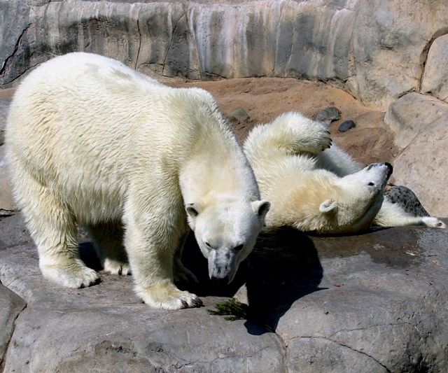 bears.jpg