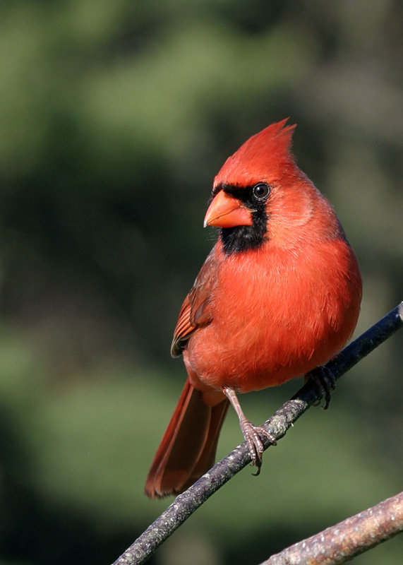 cardinal.jpg