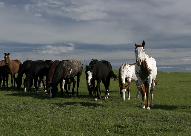 Horses.jpg
