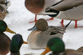 IMG_2674org.jpg
