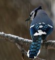IMG_2936.jpg
