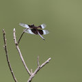 IMG_2355.jpg