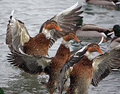 IMG_0590-version-2.jpg
