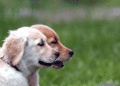 rowwing-may22-149.gif