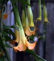 IMG_0684.jpg