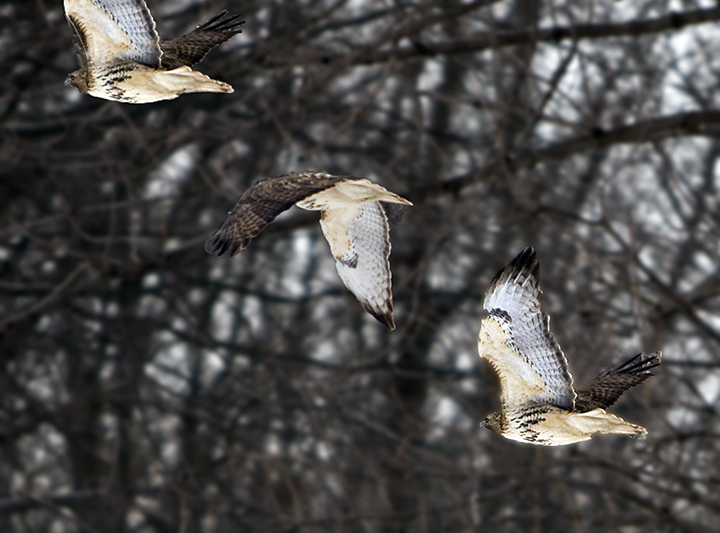 IMG_1305-fun-redtails.jpg