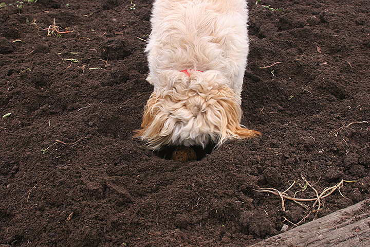 farmer-3.jpg
