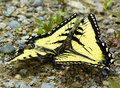 Whispering Butterflies