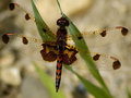 Red-Dragaonfly.jpg