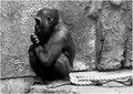 Lonely Monkey
