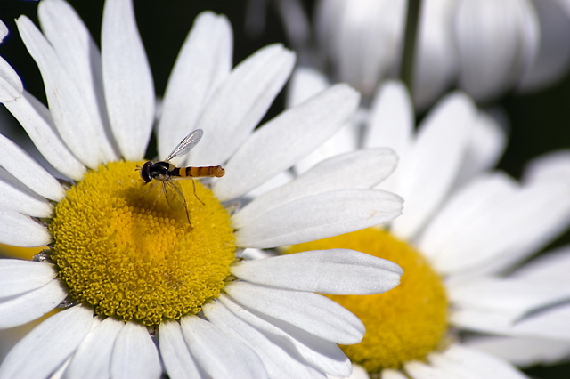 Daisy Bee