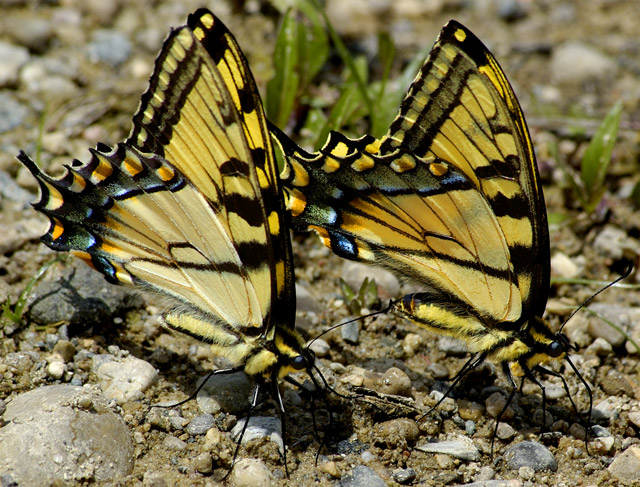 Butterfly Buddies