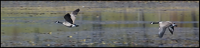 Free Flight