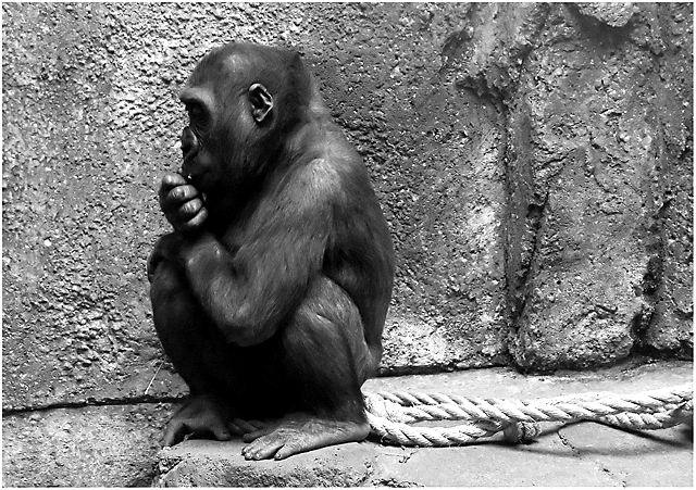 Lonely Monkey