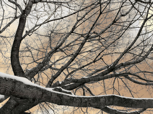 Winter Day Tree