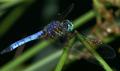 Dragonfly.jpg