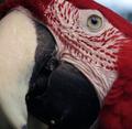 Mccaw Head.jpg