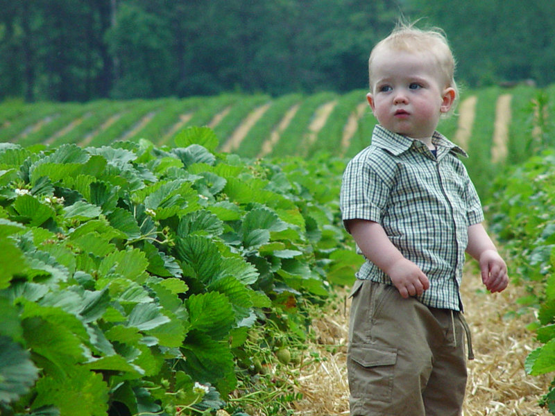 Ethan Strawberries.jpg