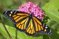 Butterfly in December