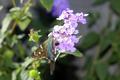 Long-Tailed Skipper Butterfly