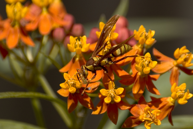 Wasp Thumb.jpg