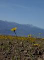 Wild Flower