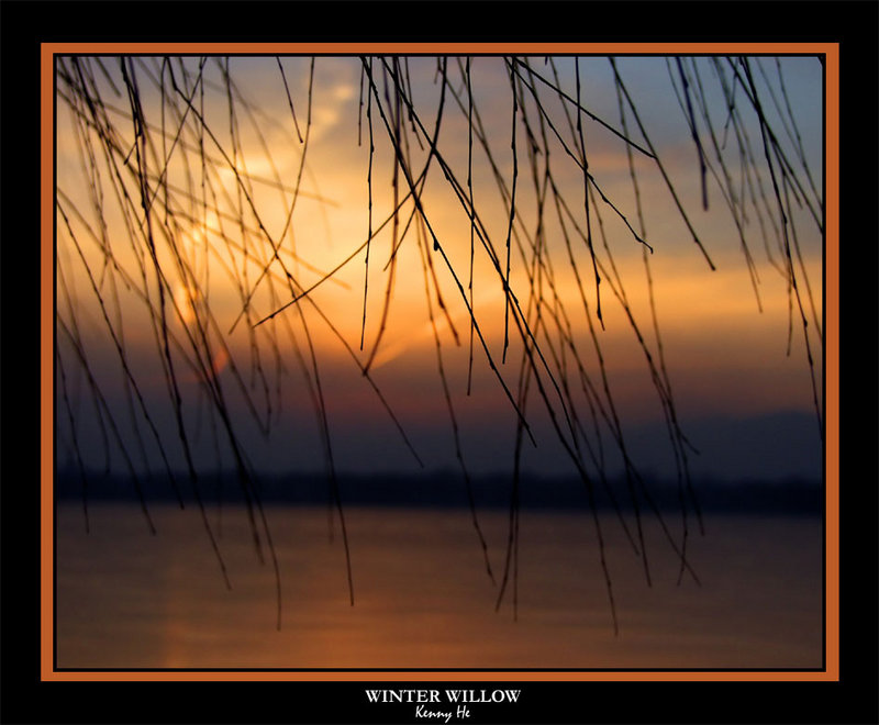 Winter Willow