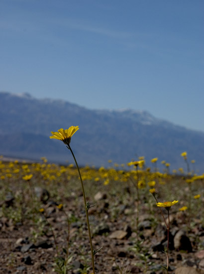 Wild Flower