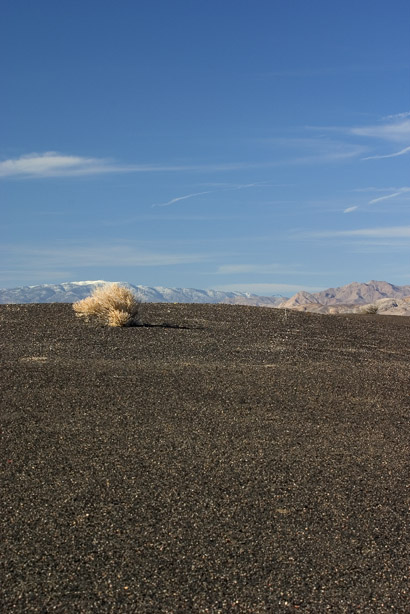 Lonely Bush