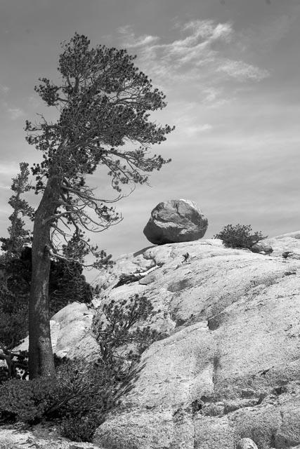 Leaning Pine
