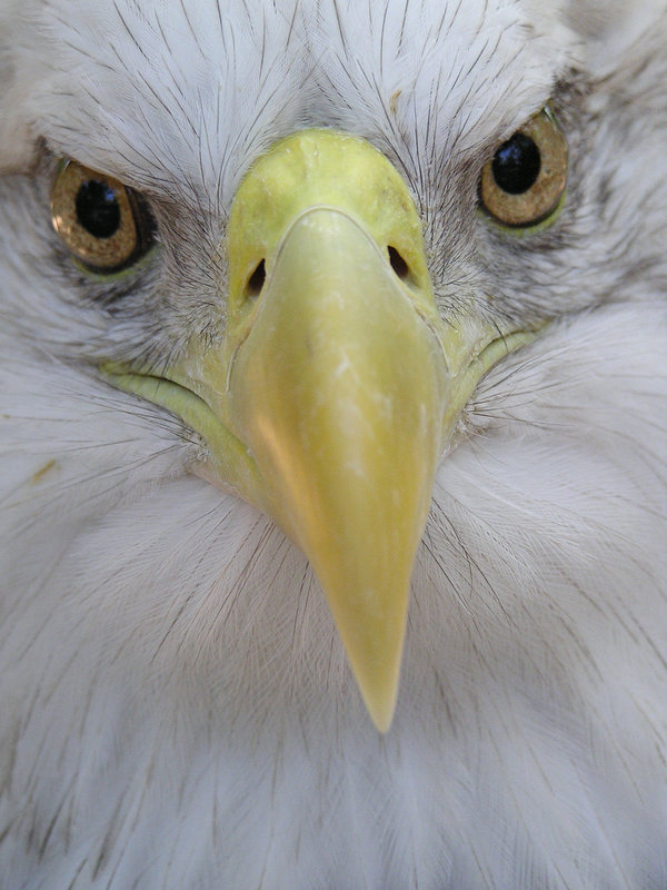 baldeagle4.jpg