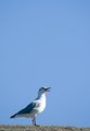 Gull.jpg