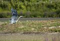 Heron Take Off