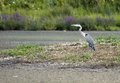 Watchful Heron