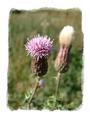 thistle_main.jpg