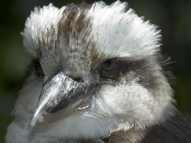 Kookaburra.jpg