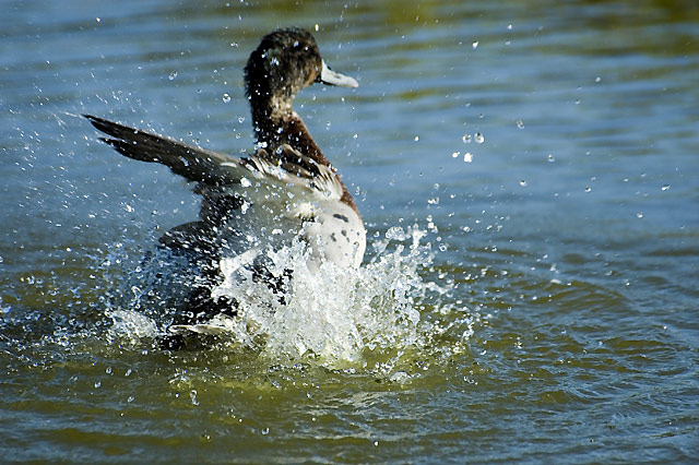 Splash
